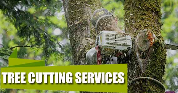 tree-cutting-services-redmond